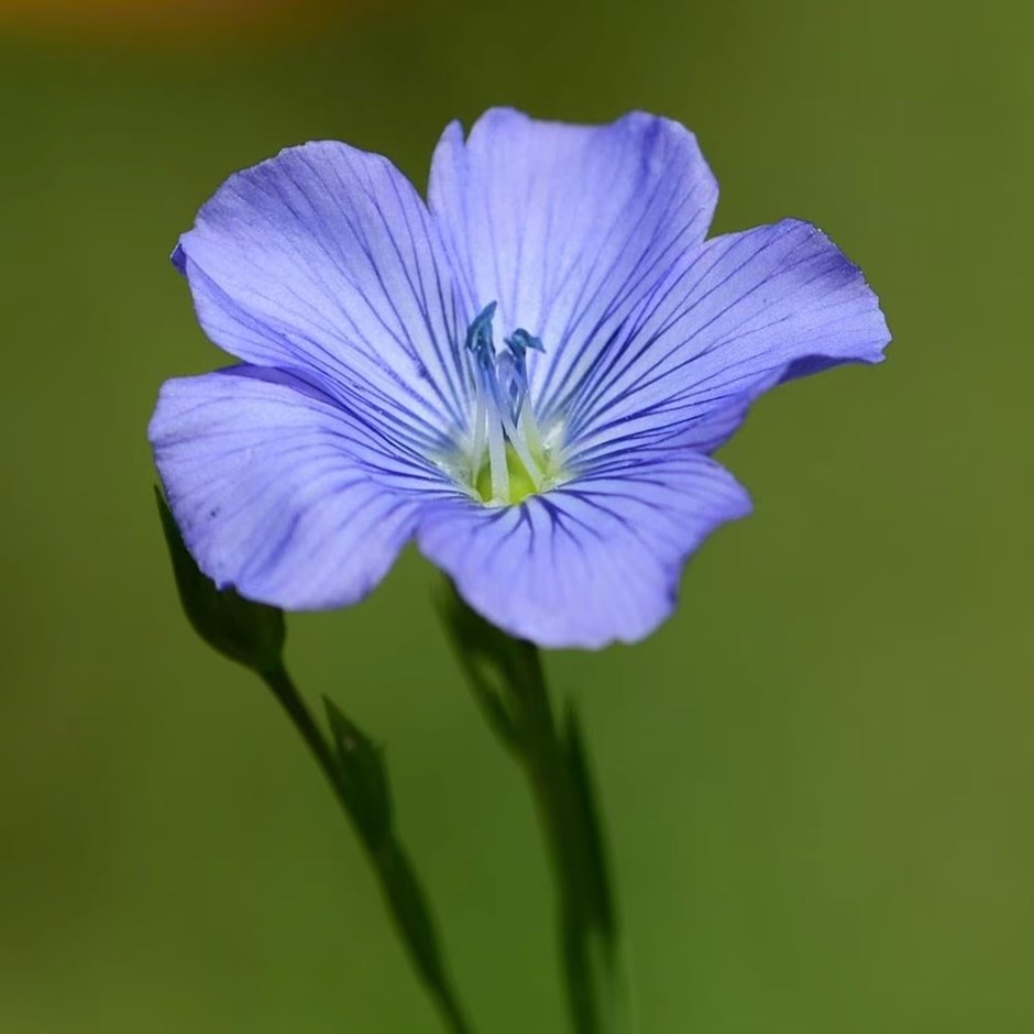 Linum perenne | Perennial Flax / Linseed (syn. Linum sibiricum) | approx 700 seeds