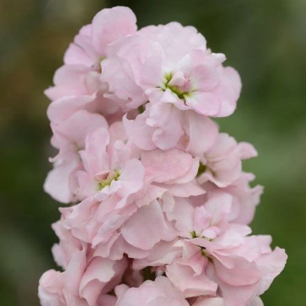 Matthiola incana Appleblossom | Traditional Field-grown Column Stocks