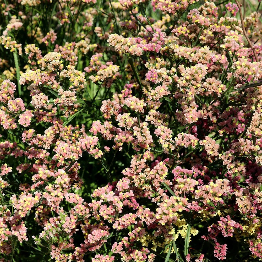 Limonium sinuatum QIS Apricot | Sea Lavender statice Apricot