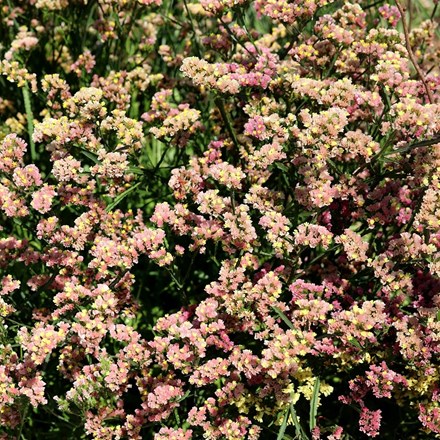 Limonium sinuatum 'QIS Apricot' | Sea Lavender statice Apricot | approx 100 seeds