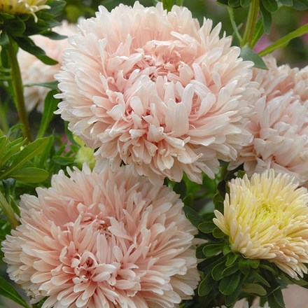 Callistephus chinensis 'King Size Apricot' | China Aster | approx 50 seeds