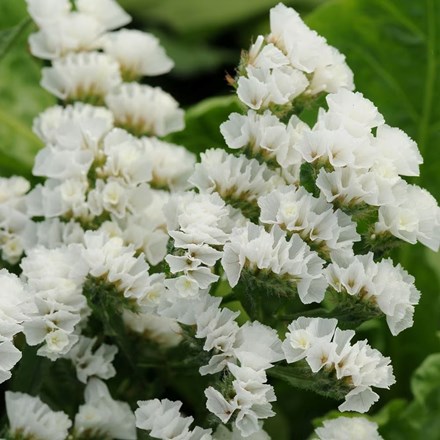 Limonium sinuatum 'QIS White' | Sea Lavender (statice 'White') | approx 100 seeds