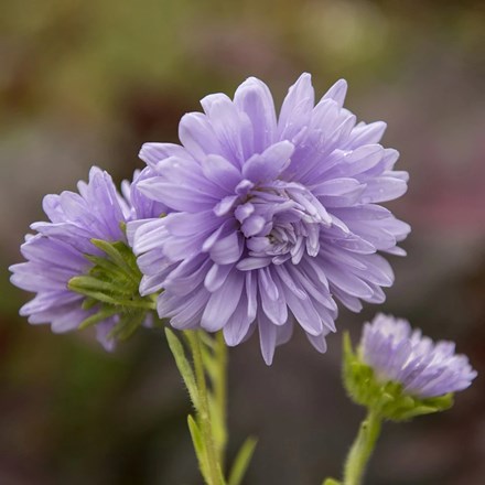 Callistephus chinensis Light Blue | China Aster