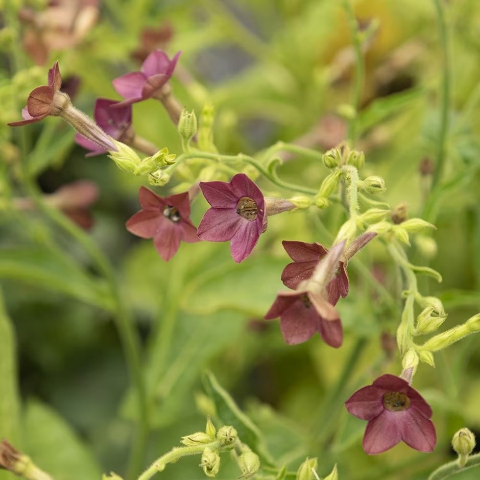 Nicotiana Langsdorffii Bronze Queen | Tobacco Plant