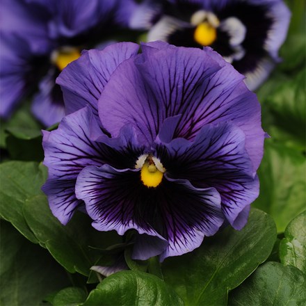 Viola Frizzle Sizzle Blue | Pansy