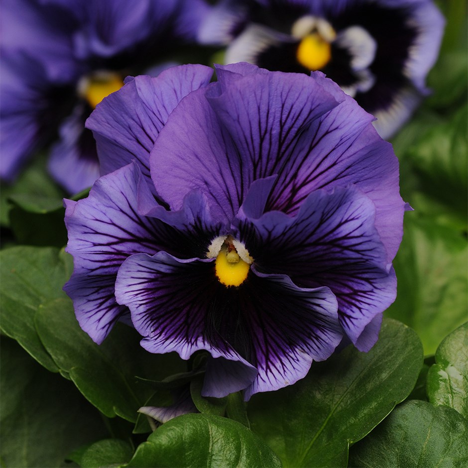 Pansy Frizzle Sizzle Blue