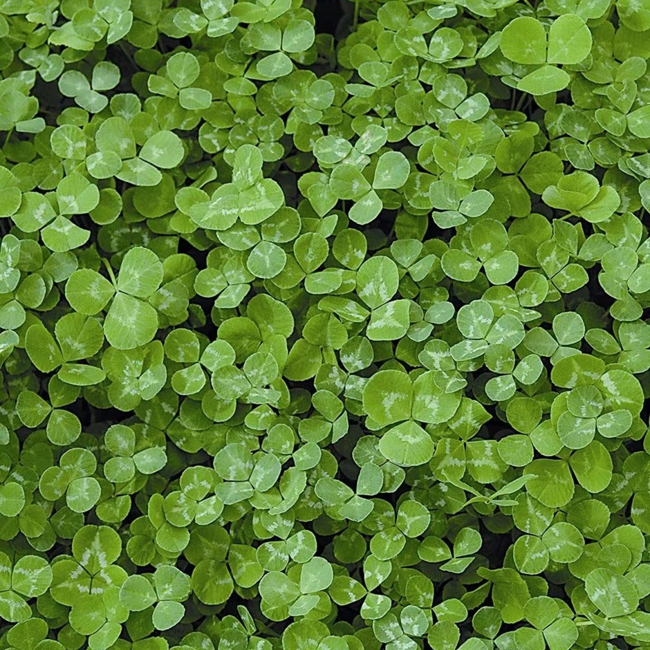 White Clover Green Manure | Trifolium Repens