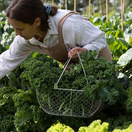 Kale 'Oldenbor F1' | Brassica oleracea var. acephala ‘Oldenbor’ | approx 30 seeds