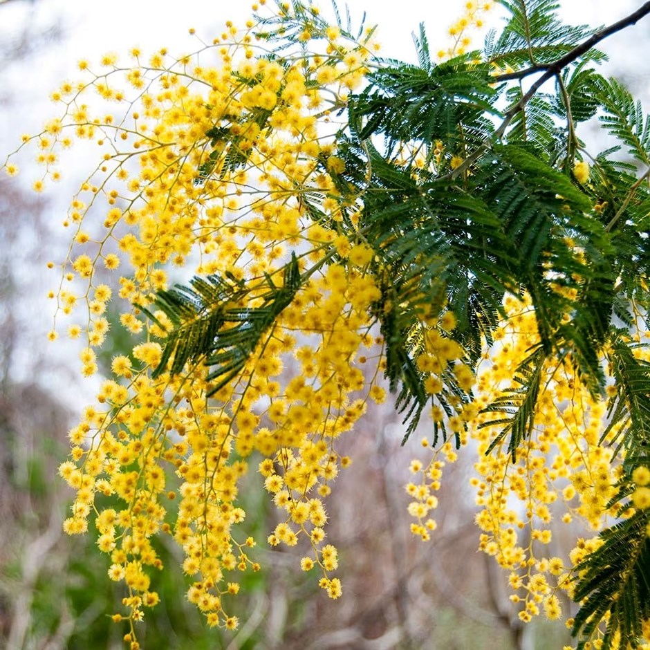 Acacia Dealbata | Mimosa