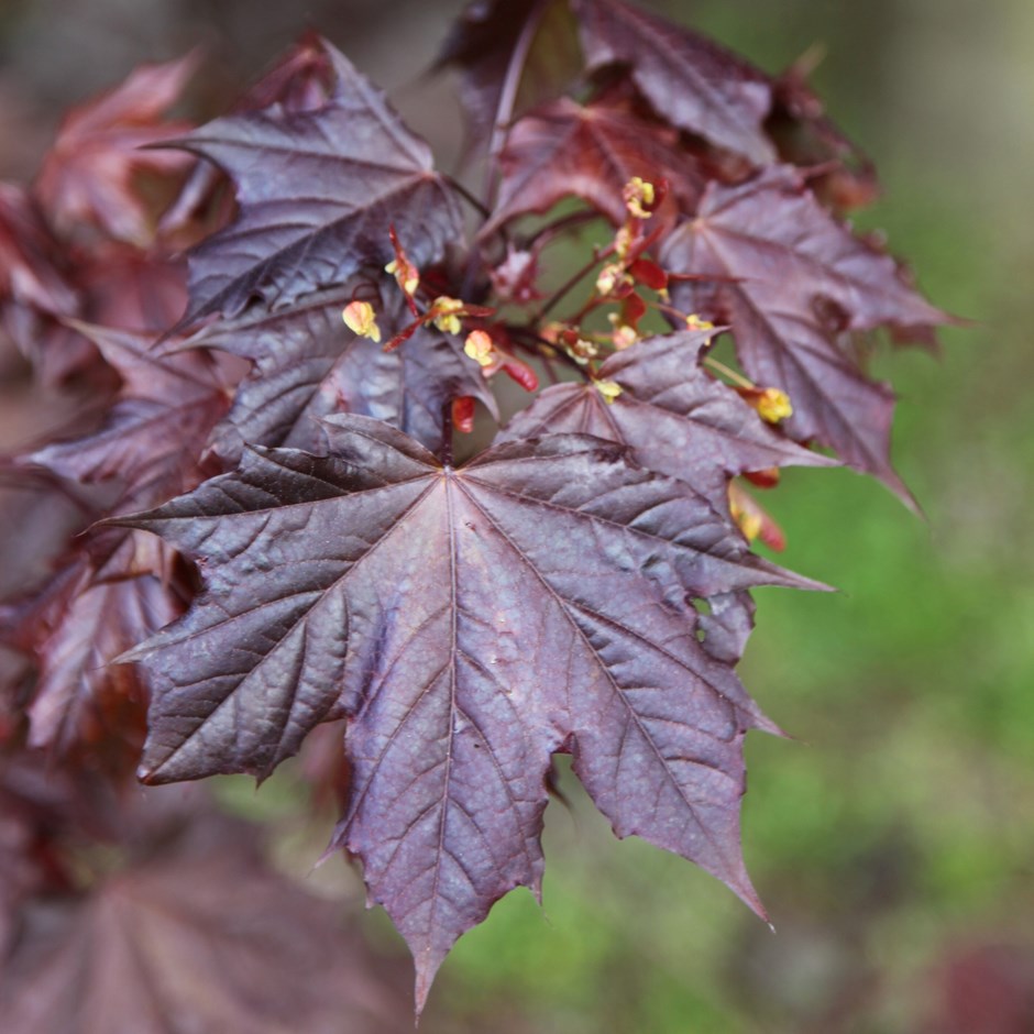 Acer Platanoides Crimson King | Norway Maple