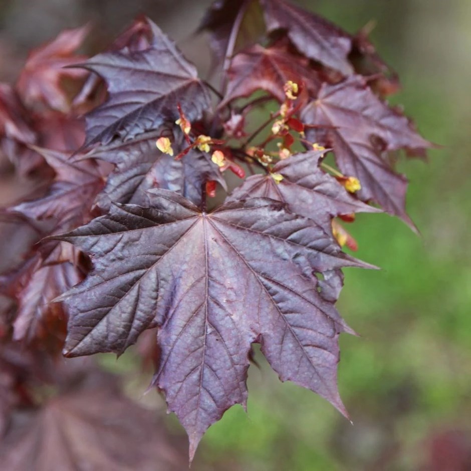 Acer Platanoides Crimson King | Norway Maple