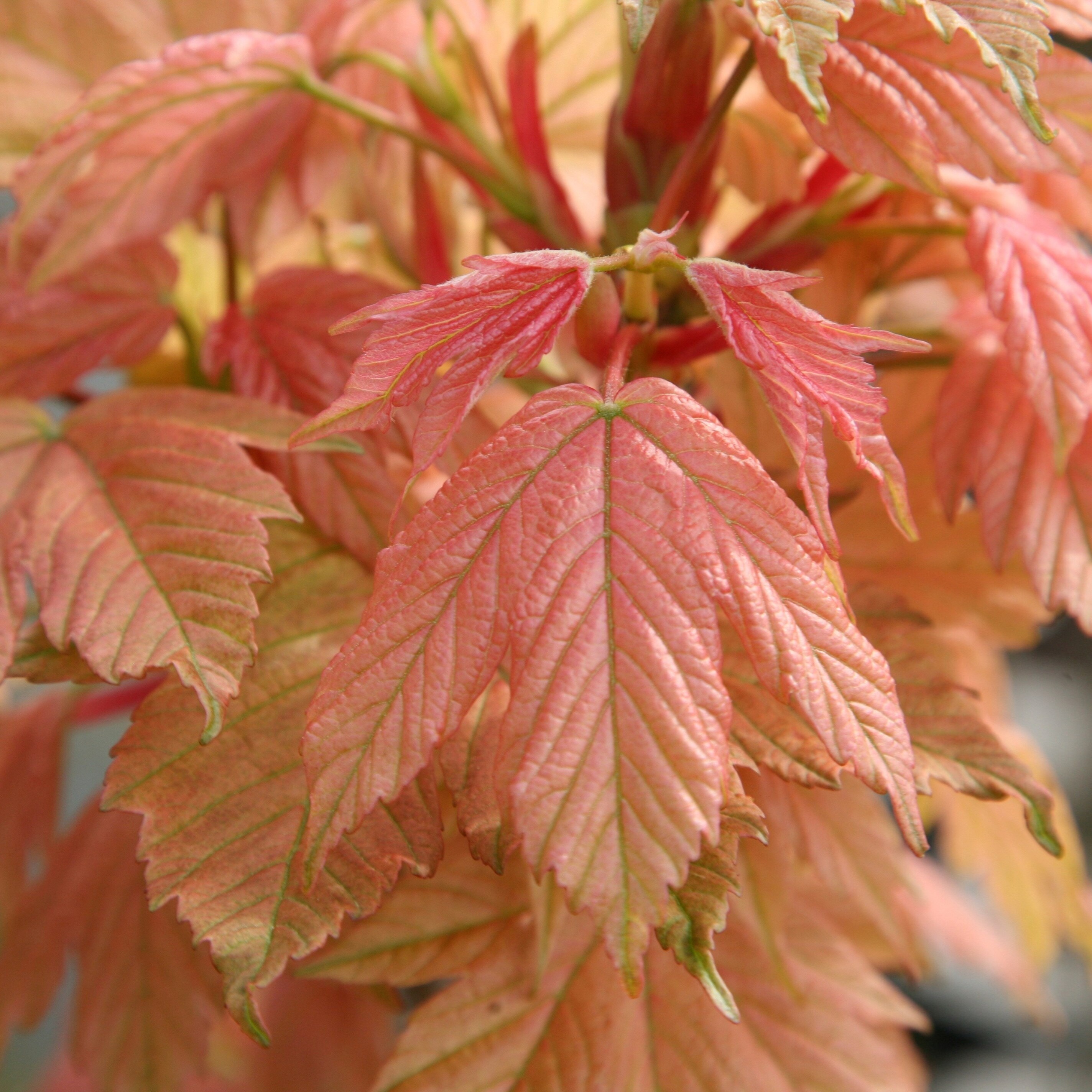 Acer Pseudoplatanus Brilliantissimum | Maple