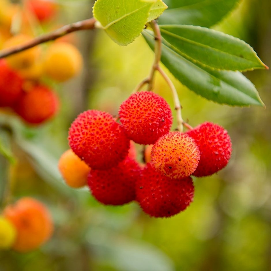 Arbutus unedo | Strawberry Tree