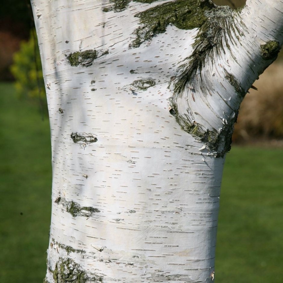 Betula Pendula | Silver Birch