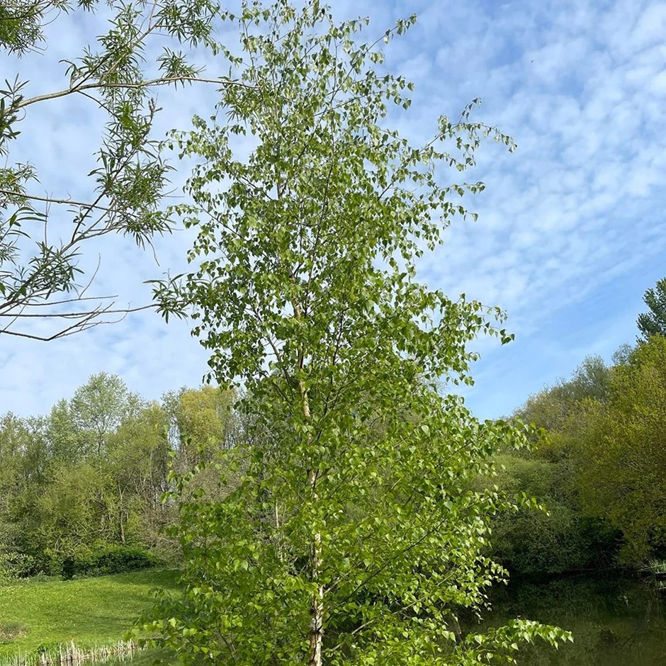 Betula Pendula | Silver Birch