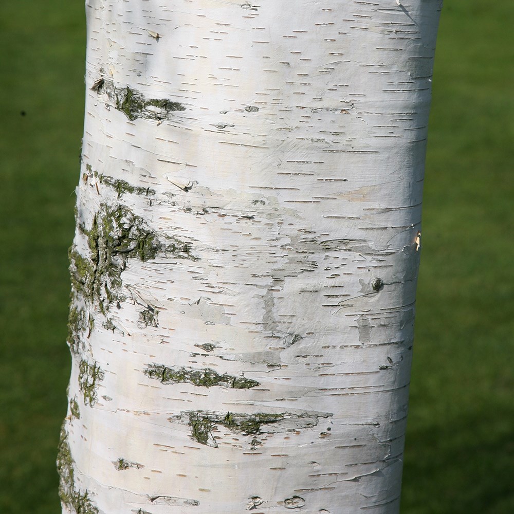 Betula Pendula | Silver Birch