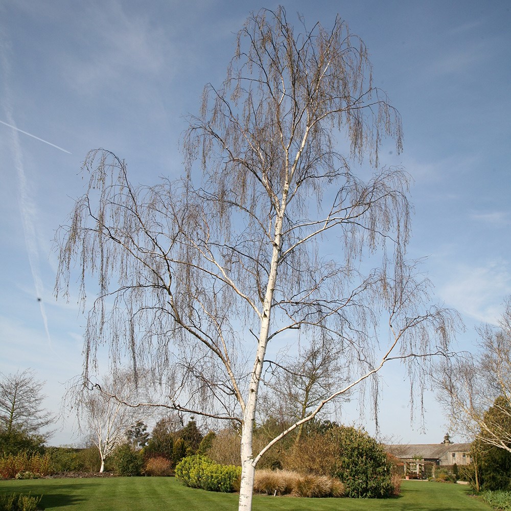 Betula Pendula | Silver Birch