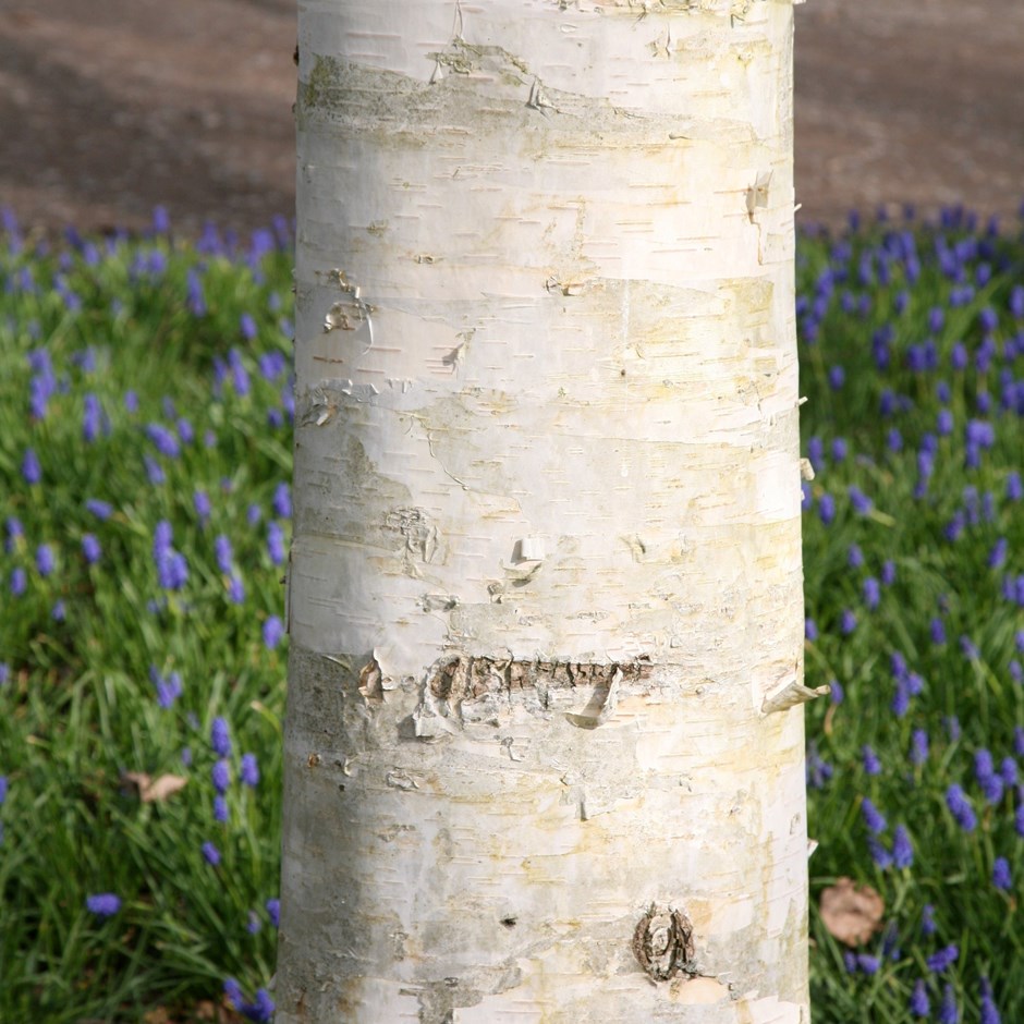 Betula Utilis Subsp. Jacquemontii | West Himalayan Birch
