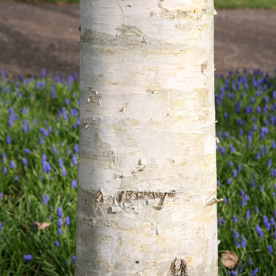 Betula Utilis Subsp. Jacquemontii | West Himalayan Birch