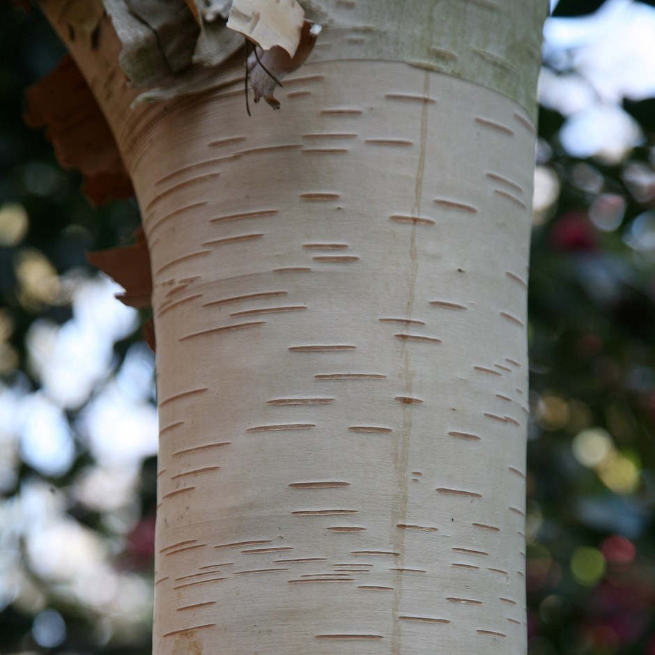 Betula utilis subsp. Jacquemontii Grayswood Ghost | Himalayan Birch