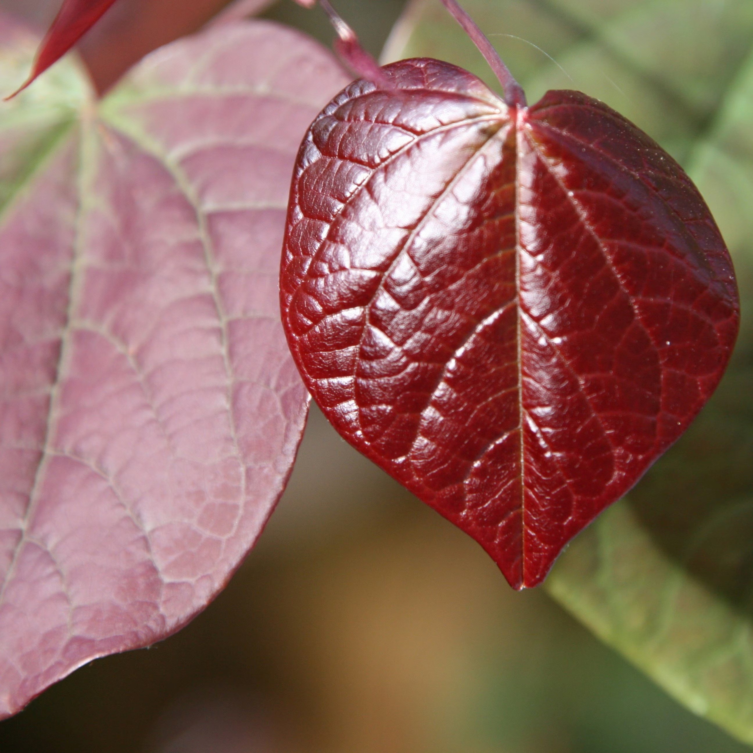 Cercis Canadensis Forest Pansy | American Redbud