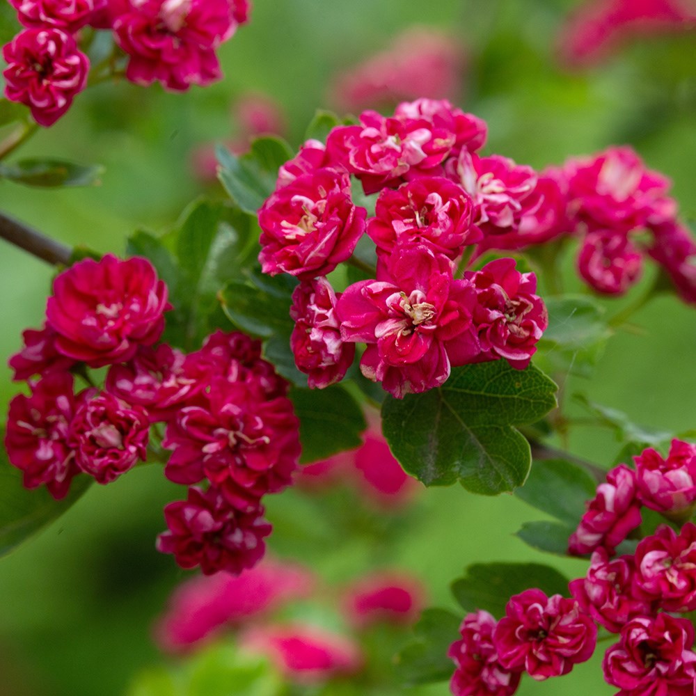 Crataegus × Media Pauls Scarlet | Hawthorn