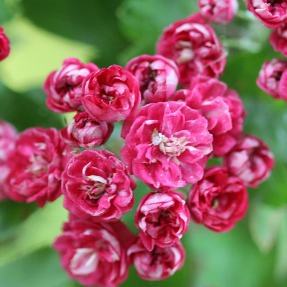 Crataegus × Media Pauls Scarlet | Hawthorn