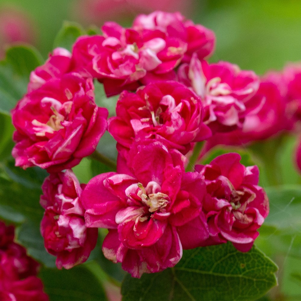 Crataegus × Media Pauls Scarlet | Hawthorn