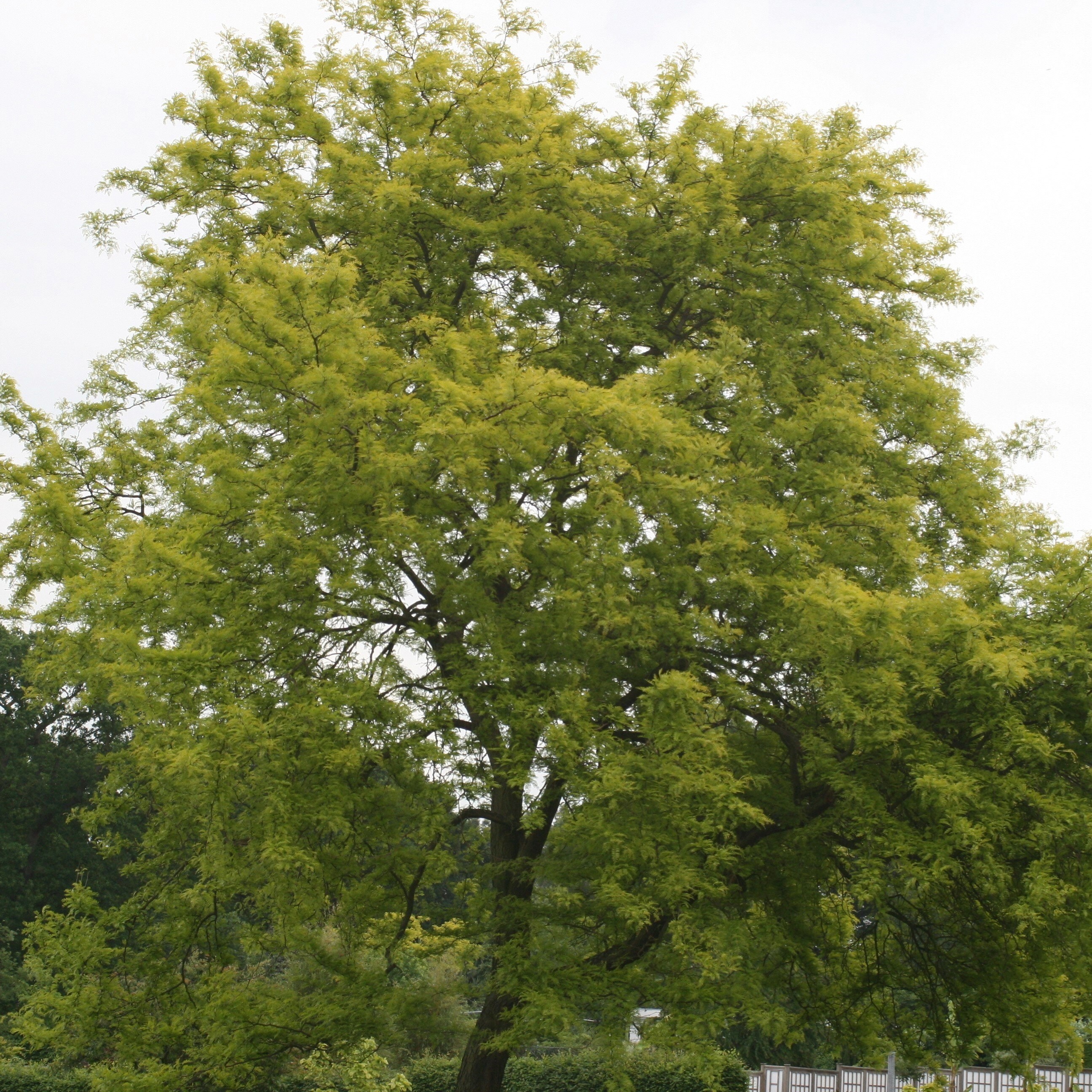 Gleditsia Triacanthos F. Inermis Sunburst | Honey Locust