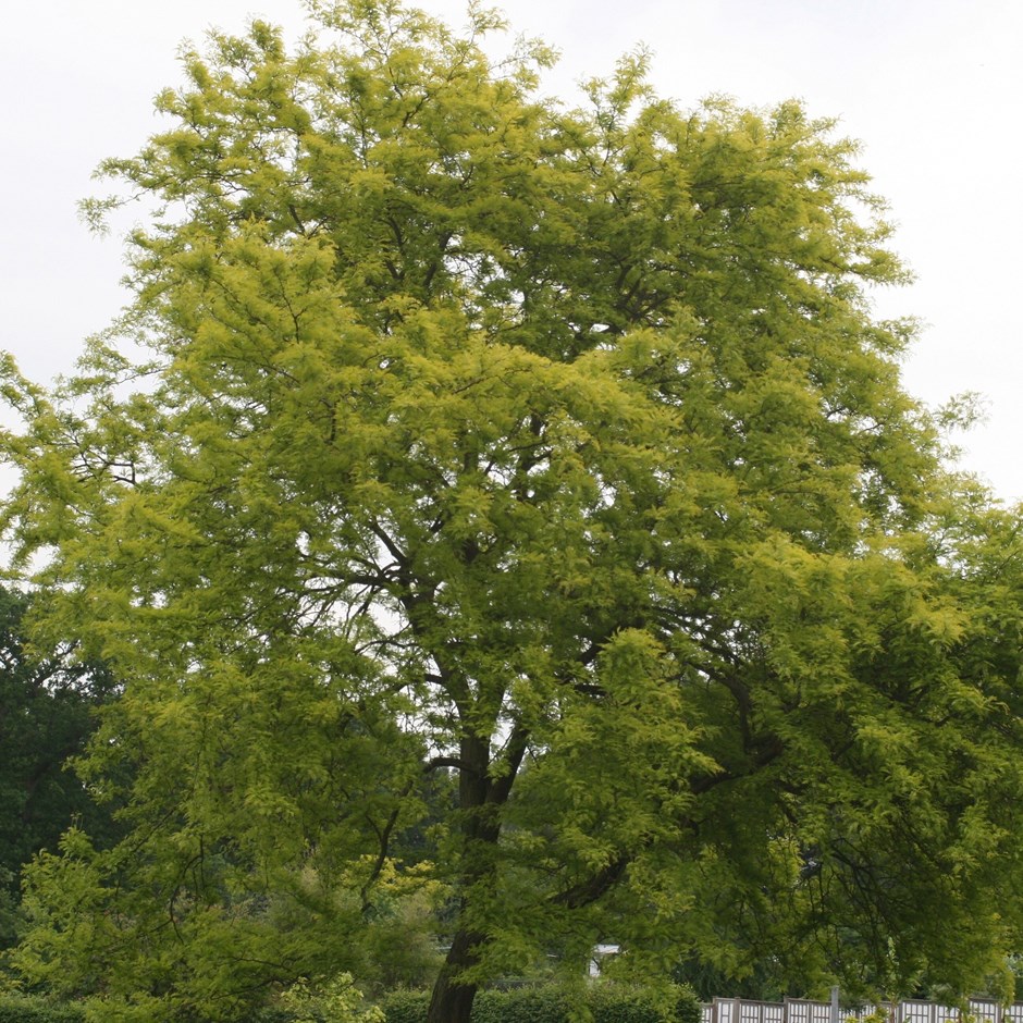 Gleditsia Triacanthos F. Inermis Sunburst | Honey Locust