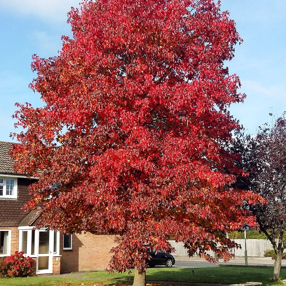 Liquidambar Styraciflua | Sweet Gum