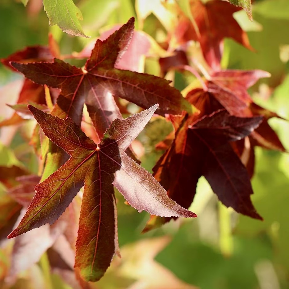 Liquidambar Styraciflua | Sweet Gum