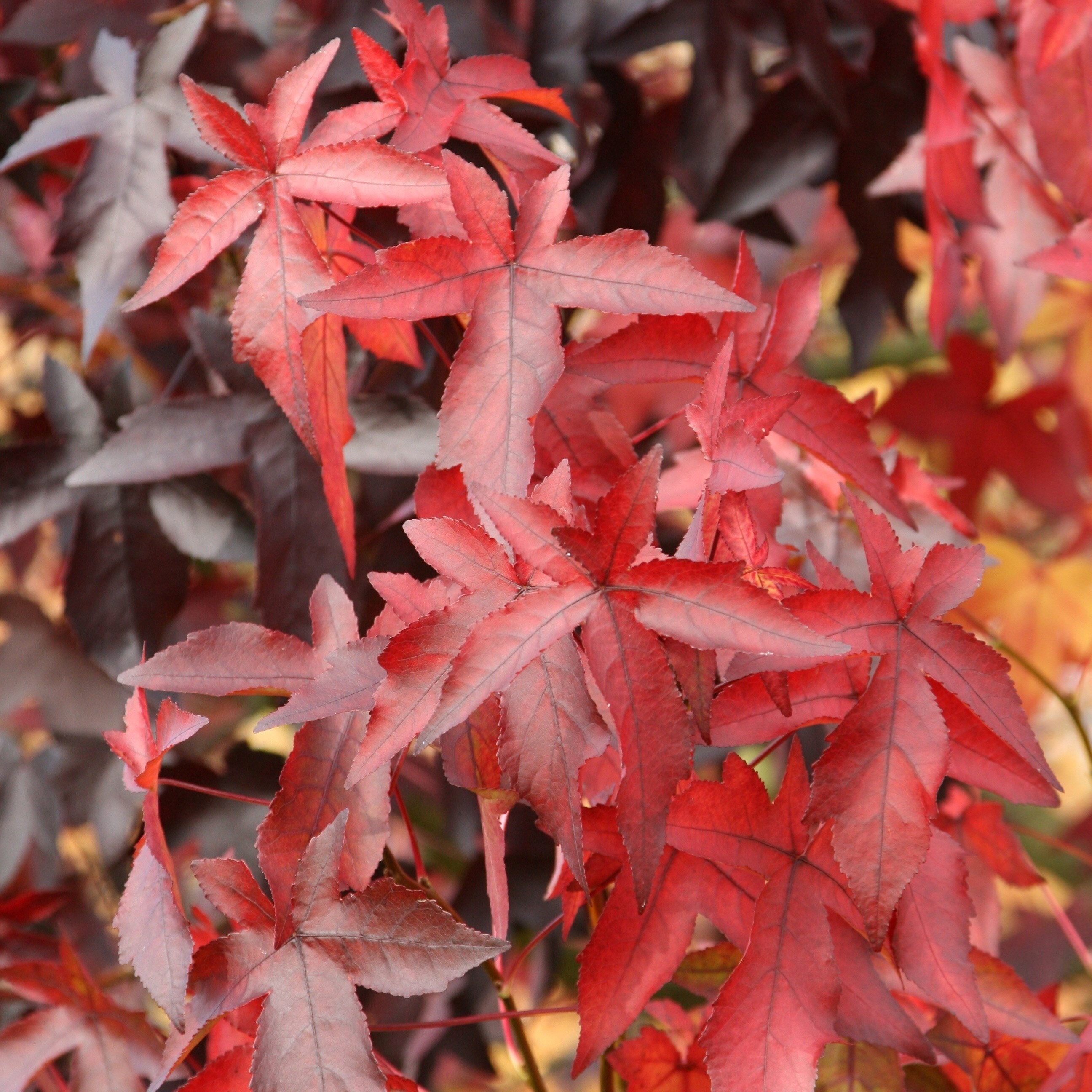 Liquidambar Styraciflua Worplesdon | Sweet Gum
