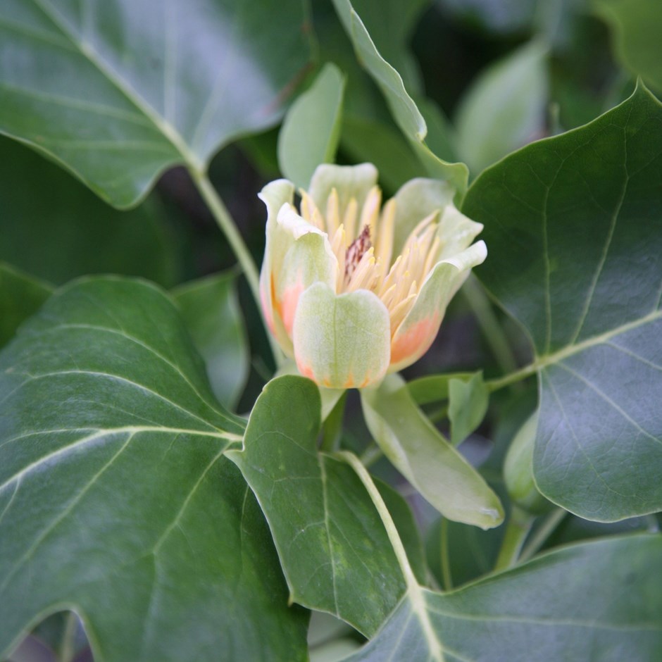 Liriodendron Tulipifera | Tulip Tree