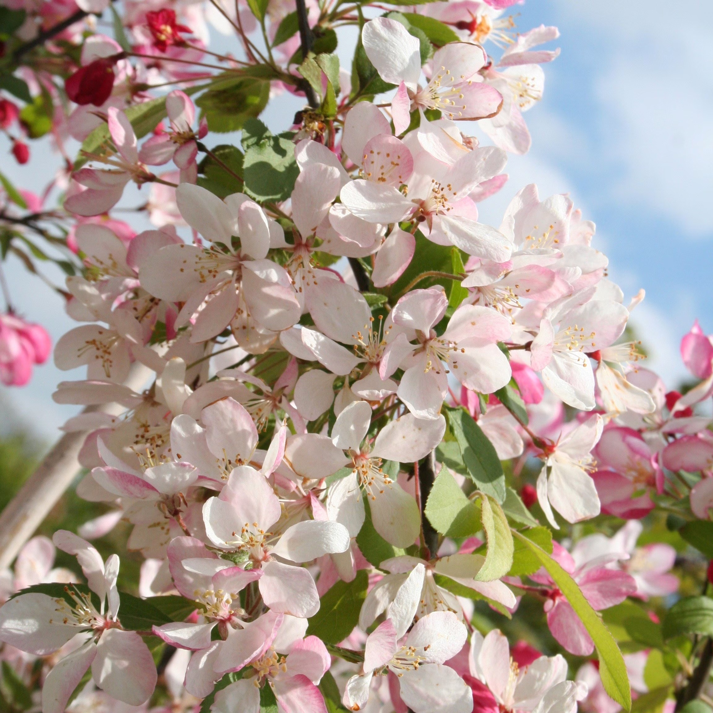 Malus × Floribunda | Japanese Crab Apple