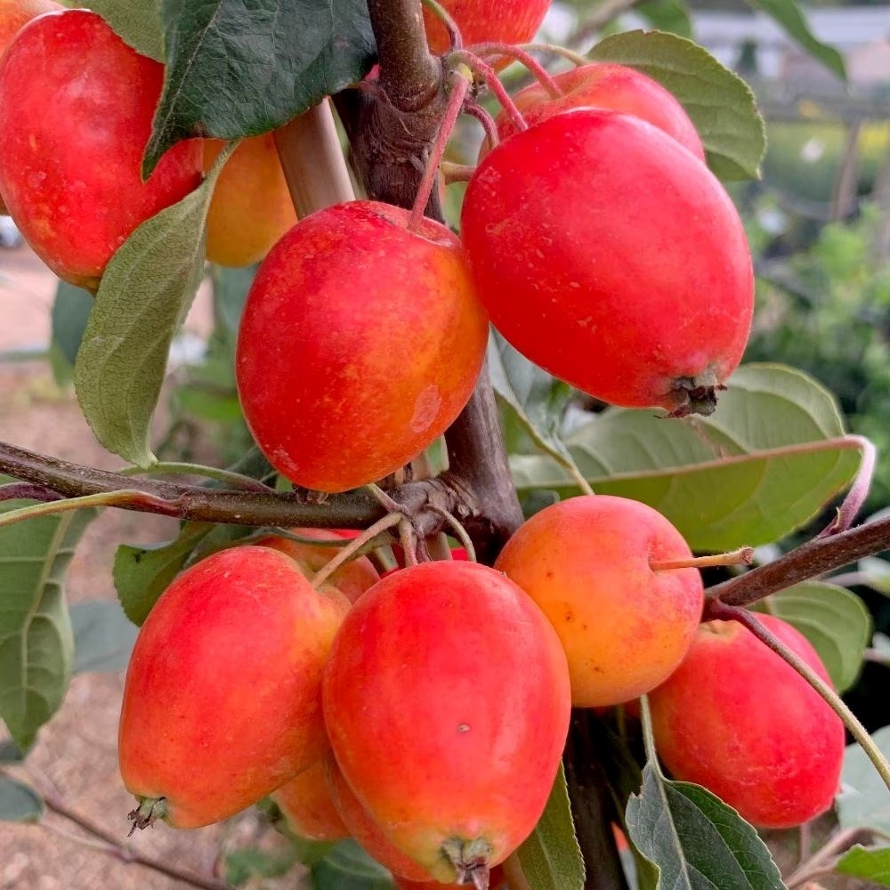 Malus John Downie | Crab Apple