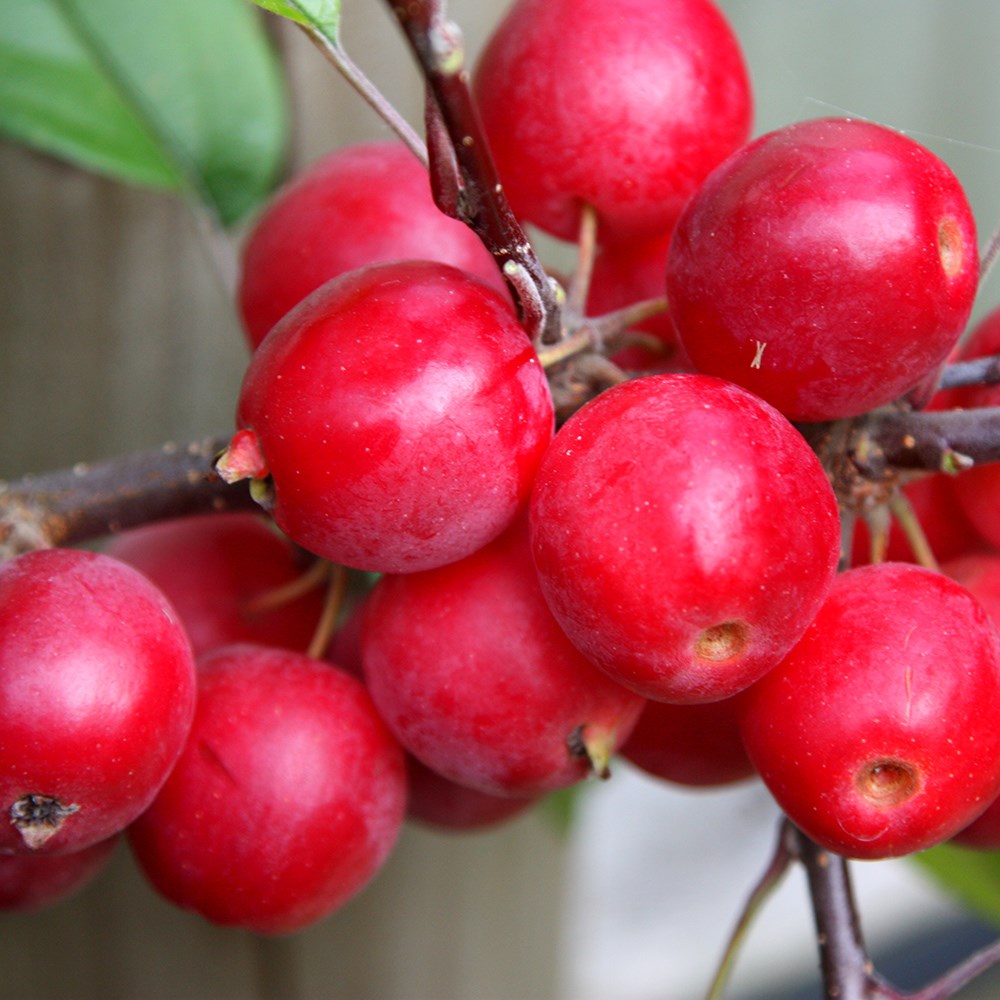 Malus × Robusta Red Sentinel | Crab Apple