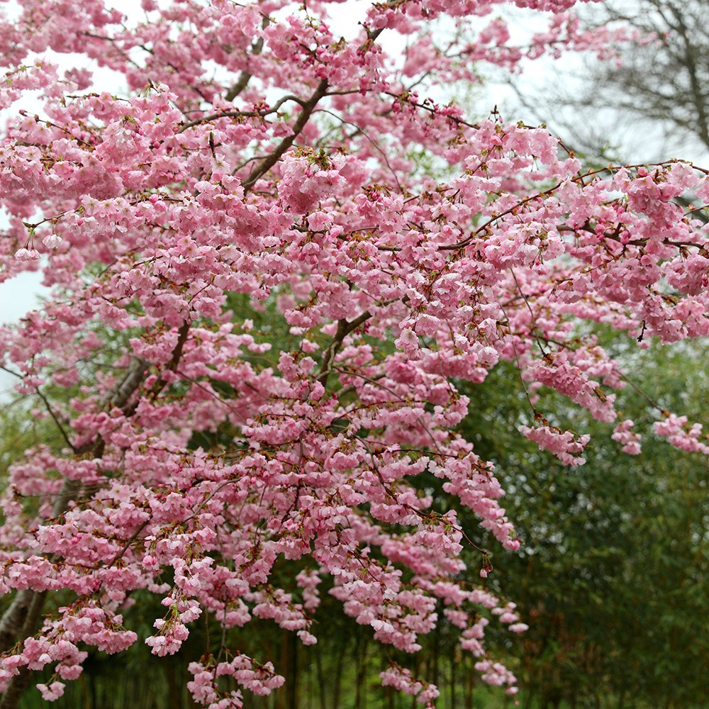 Prunus Accolade | Flowering Cherry Blossom Tree