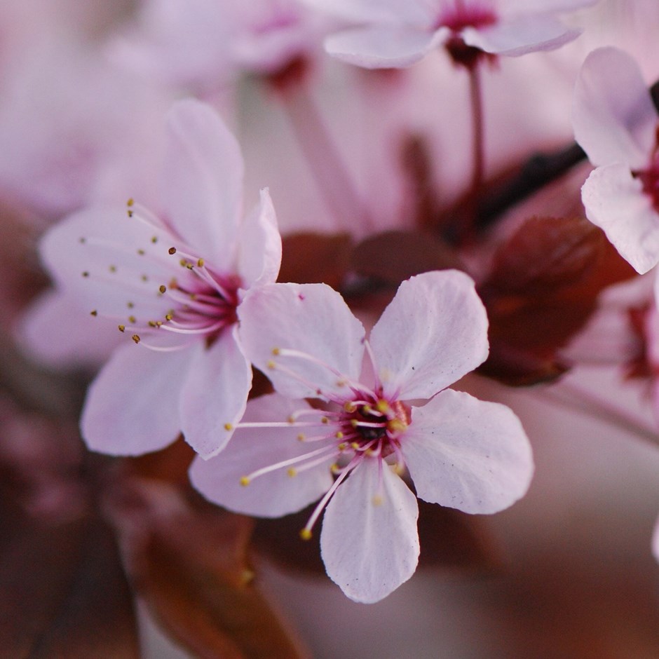 Prunus Cerasifera Nigra | Flowering Cherry Blossom Tree