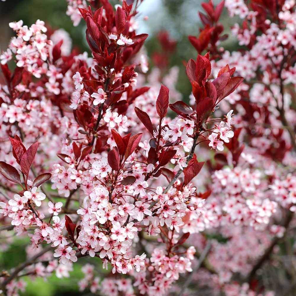 Prunus Cerasifera Nigra | Flowering Cherry Blossom Tree