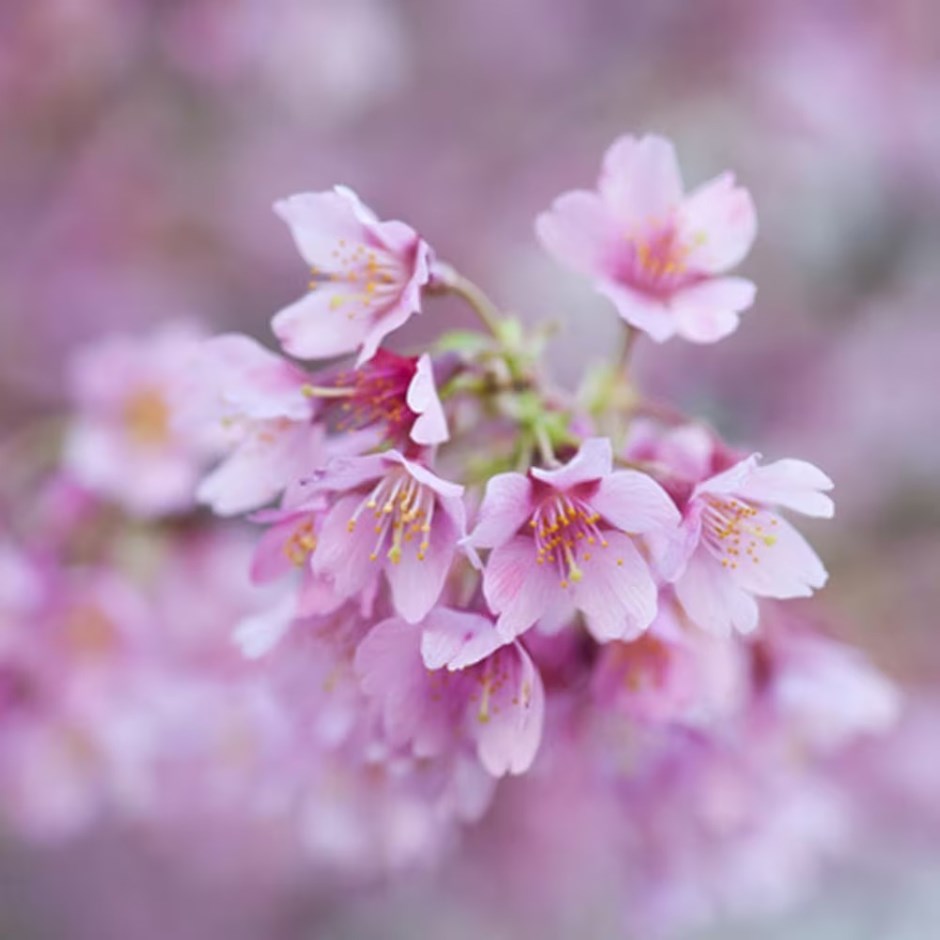 Prunus × Incam Okame | Ornamental Cherry Blossom Tree