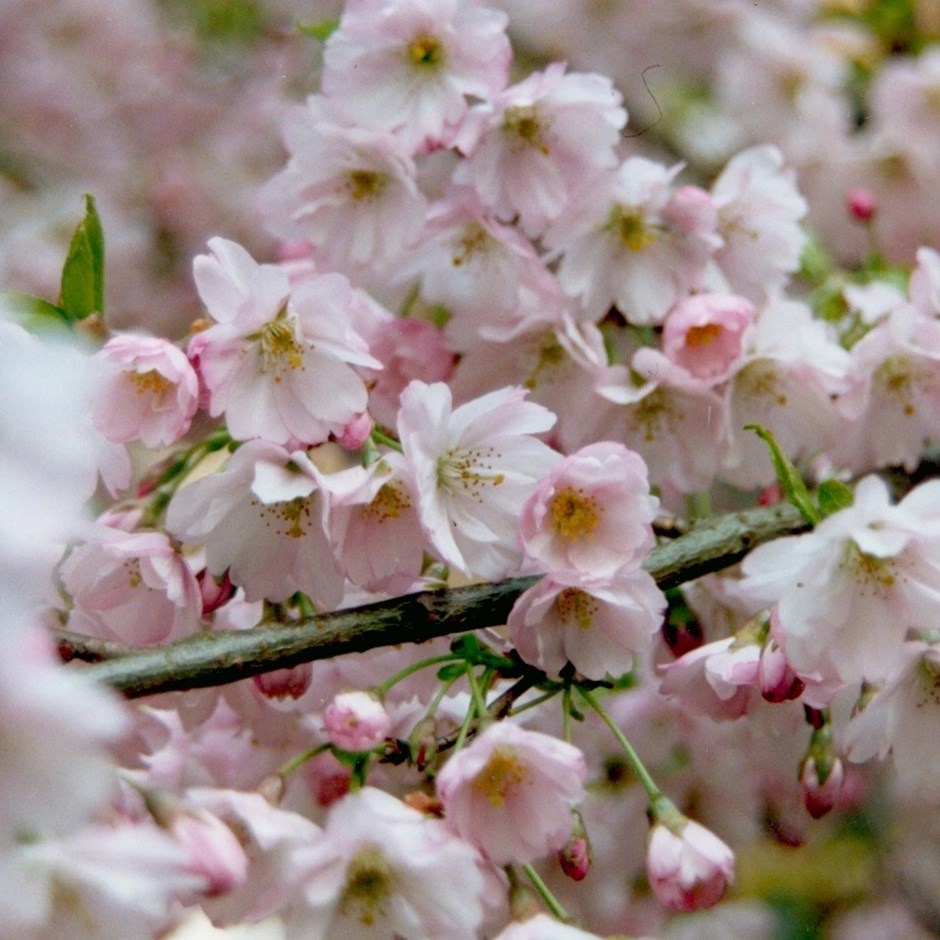Prunus Pandora | Flowering Cherry Blossom Tree