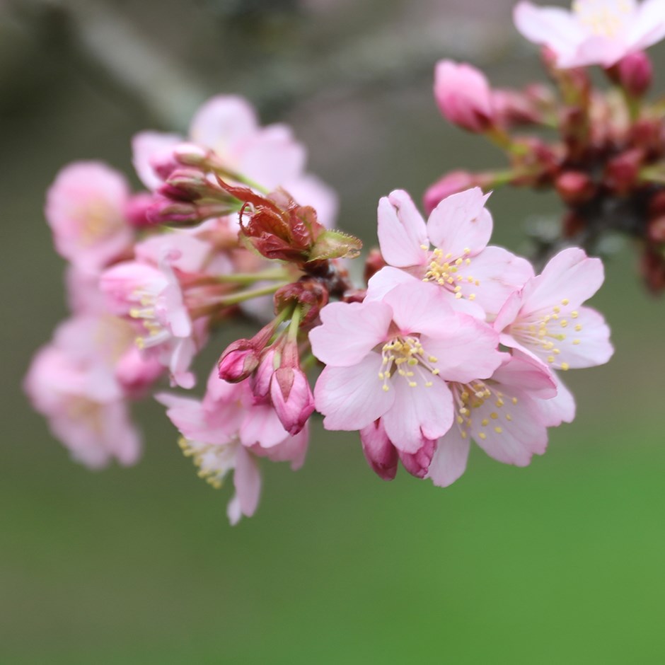 Prunus Sargentii | Flowering Cherry Blossom Tree