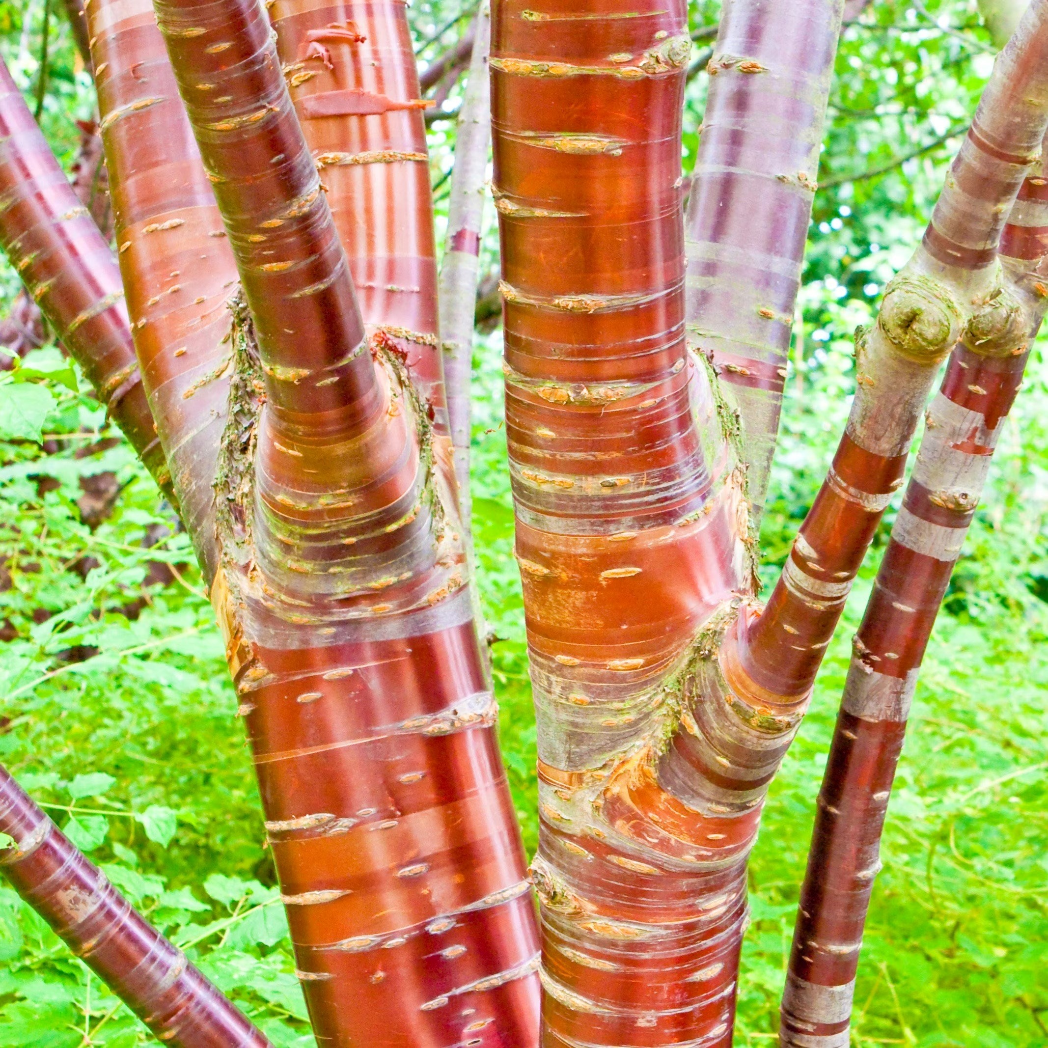 Prunus Serrula | Flowering Cherry Blossom Tree