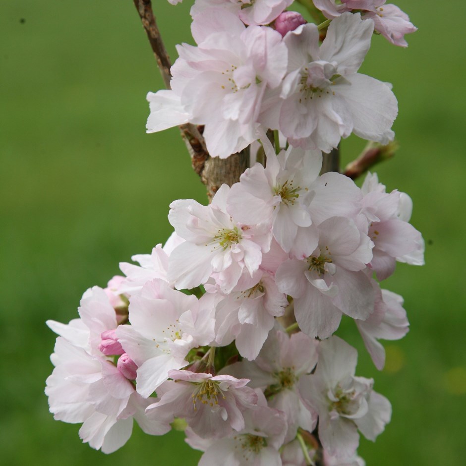 Prunus Amanogawa | Flowering Cherry Blossom Tree