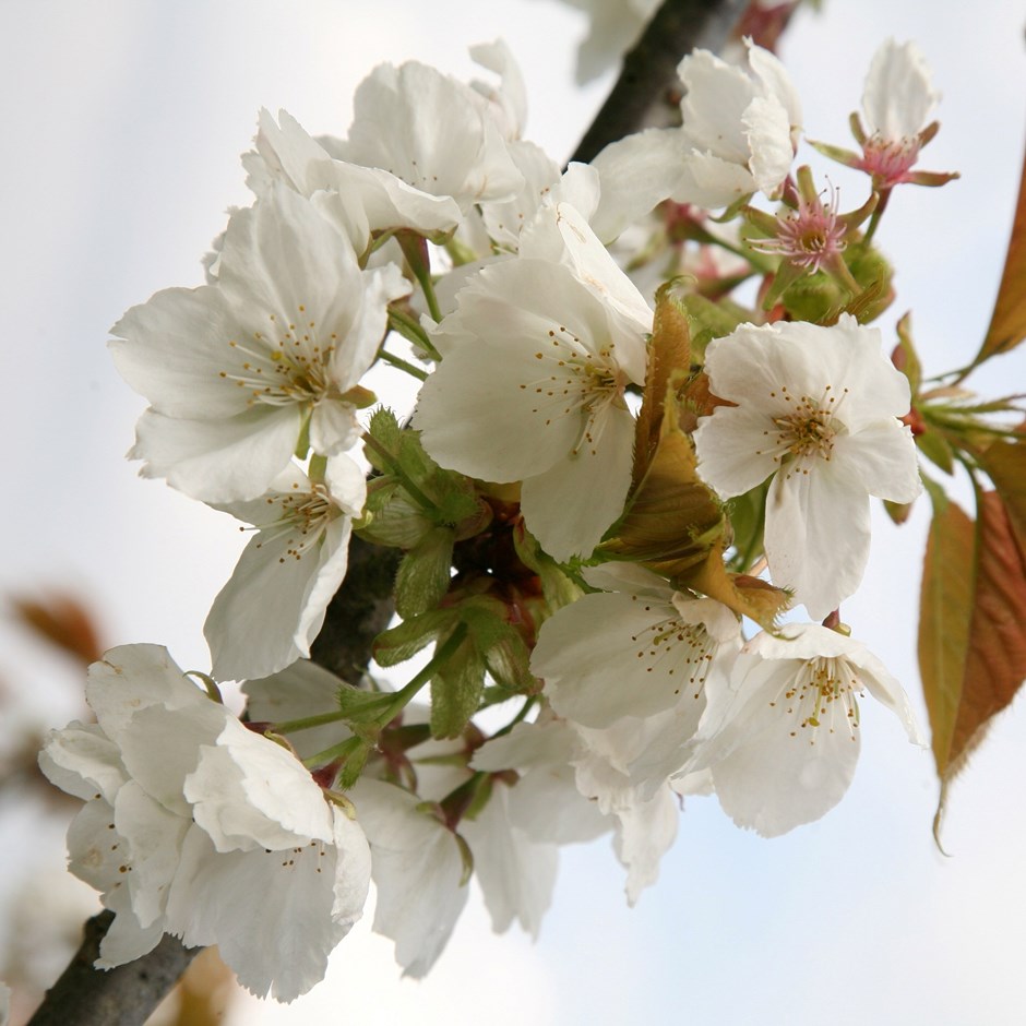 Prunus Tai-Haku | Flowering Cherry Blossom Tree