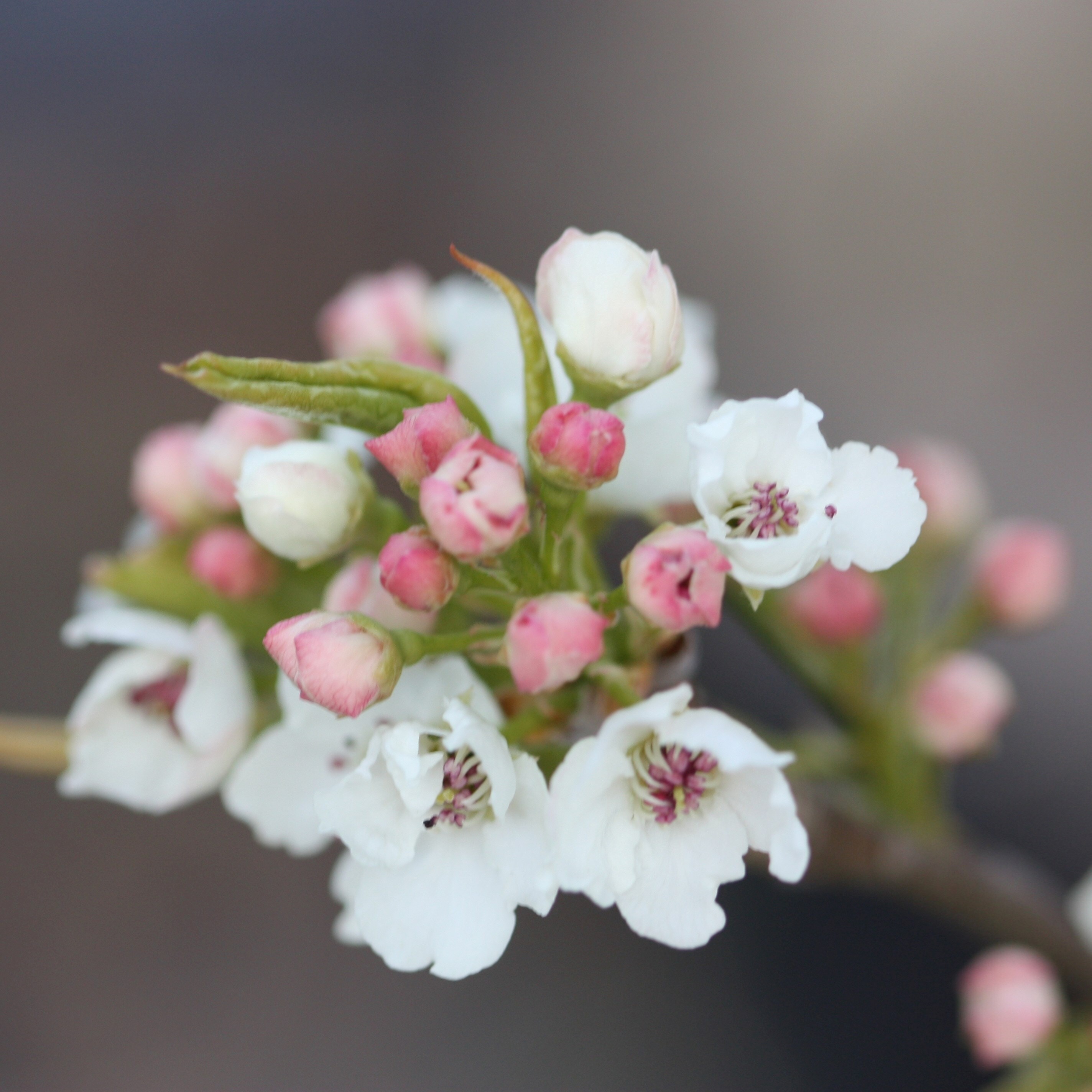 Pyrus Calleryana Chanticleer