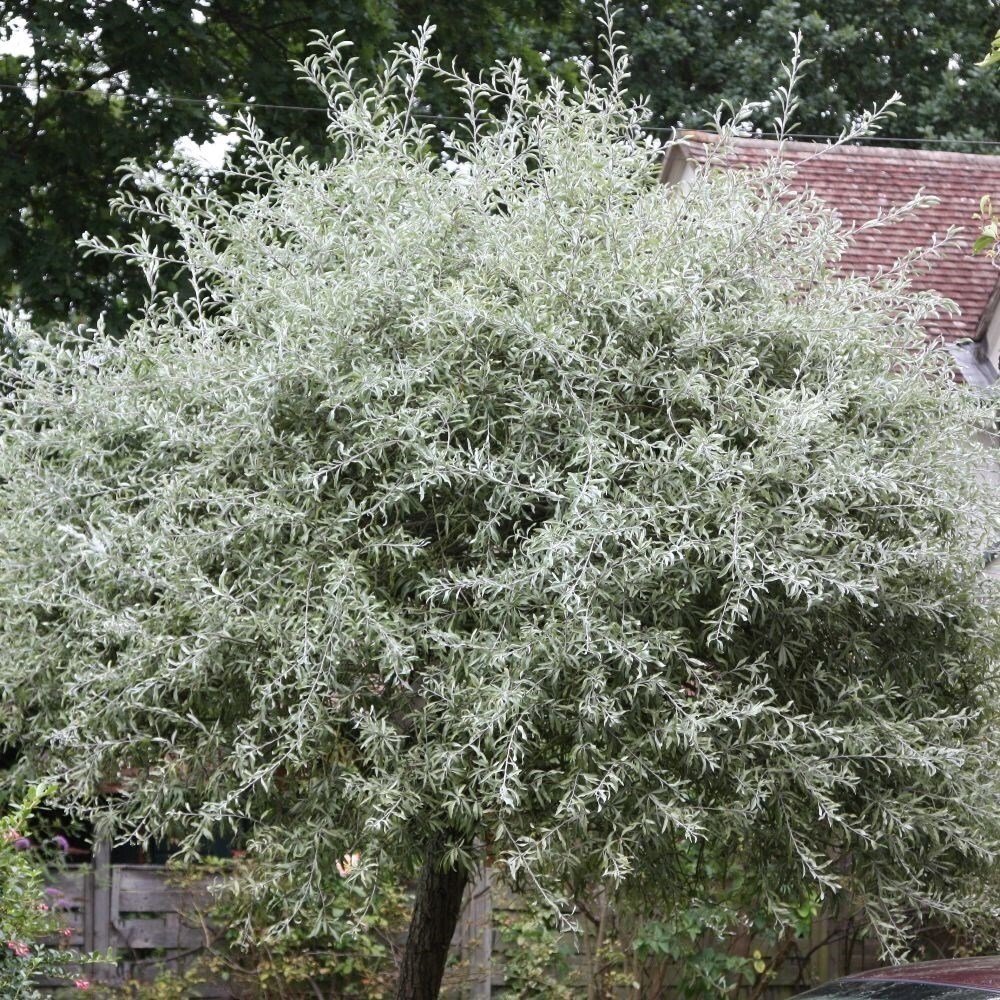 Pyrus Salicifolia Pendula | Weeping Willow-Leaved Pear