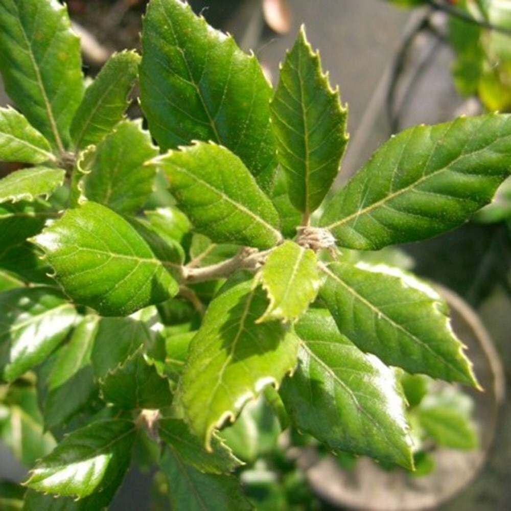 Quercus Ilex | Holm Oak