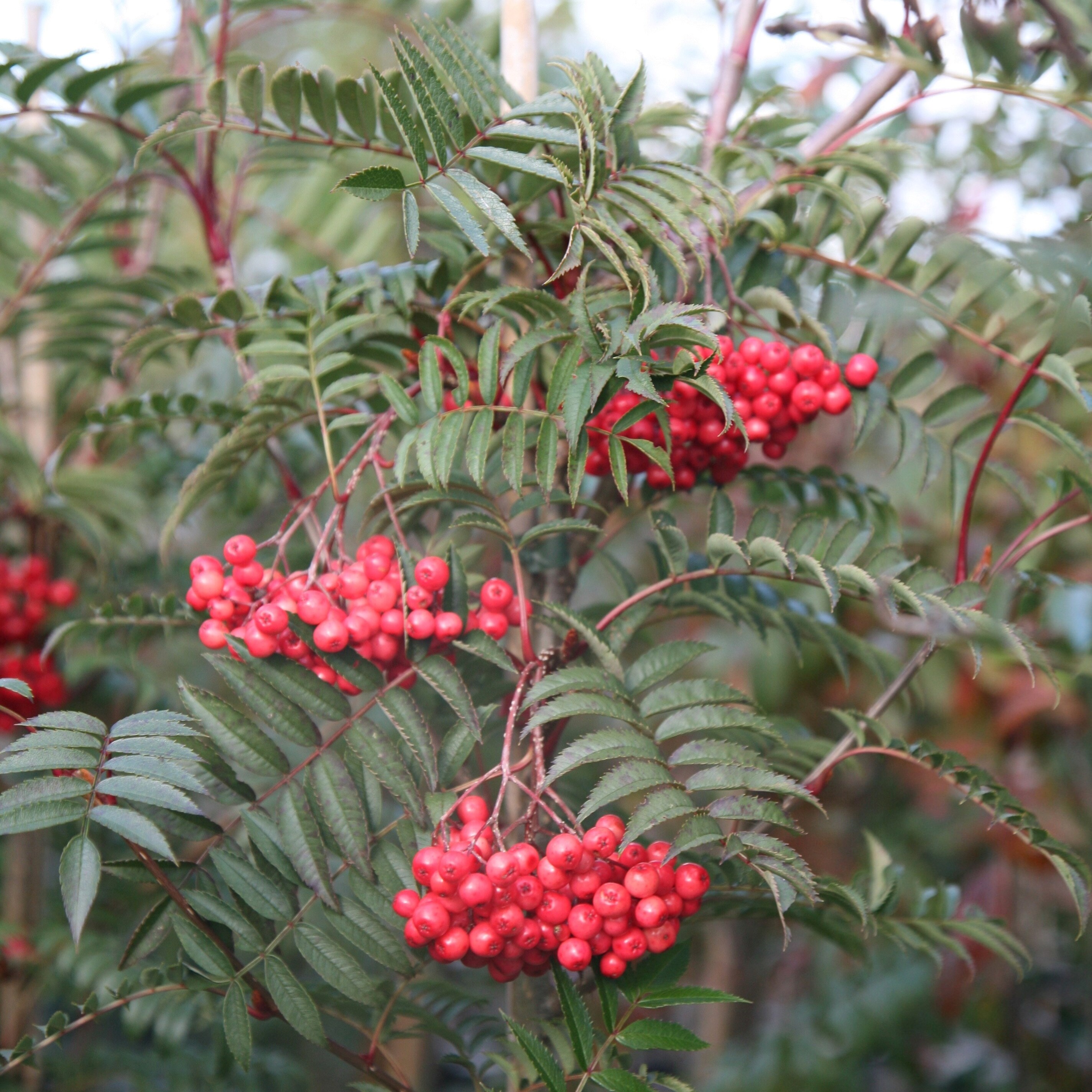 Sorbus Eastern Promise | Mountain Ash or Rowan